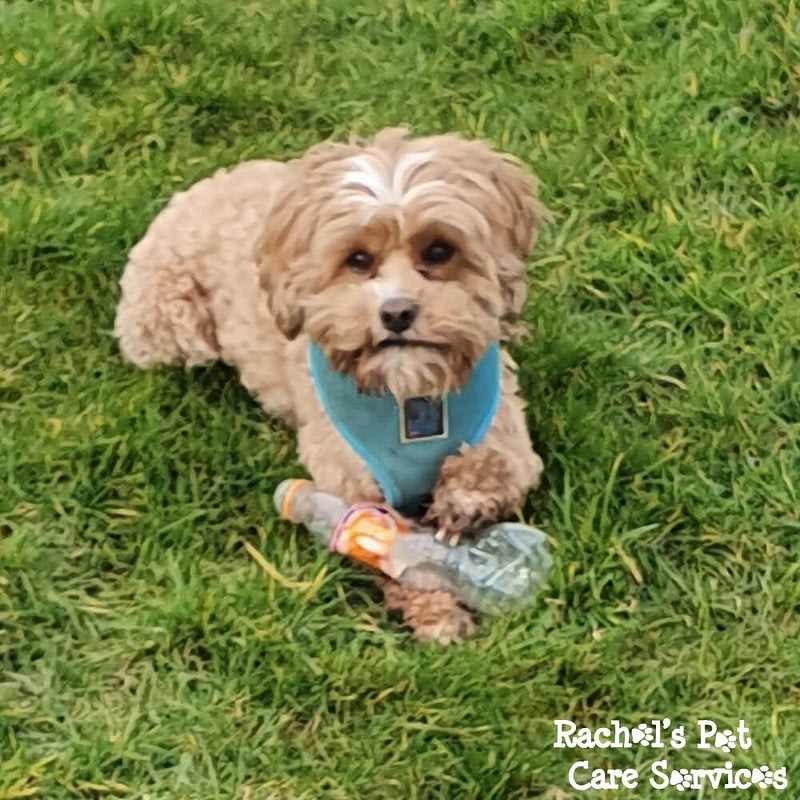 Rachel's Pet Care Services Pet Care Cardiff, Penarth, Sully & Barry