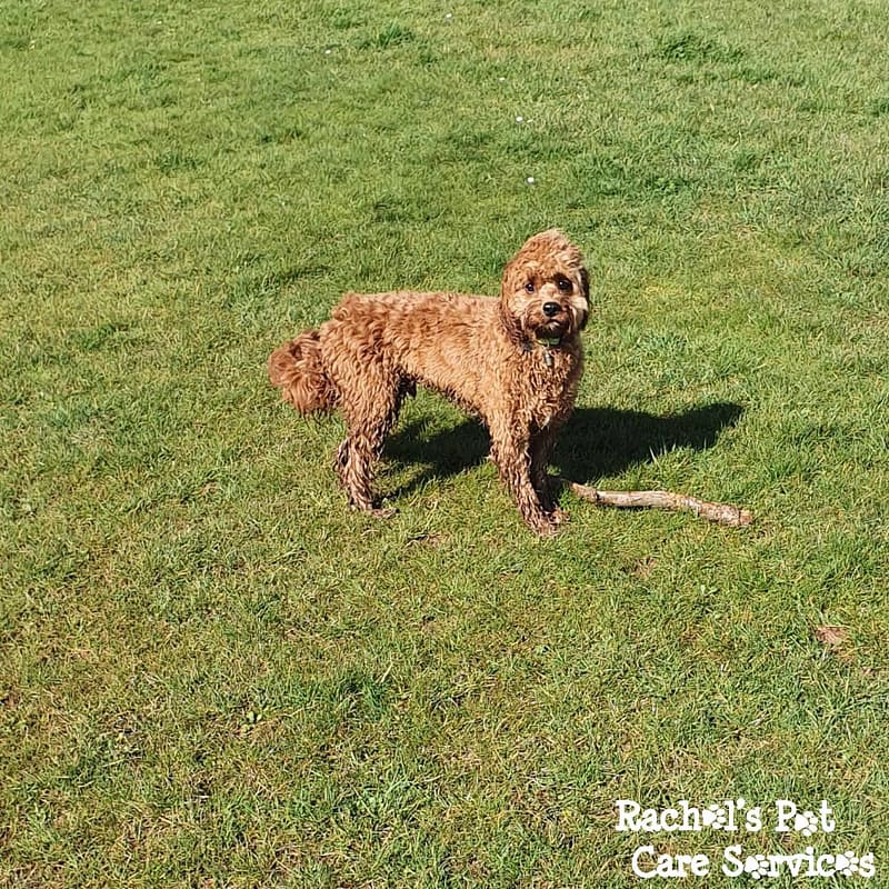 Rachel's Pet Care Services Pet Care Cardiff, Penarth, Sully & Barry