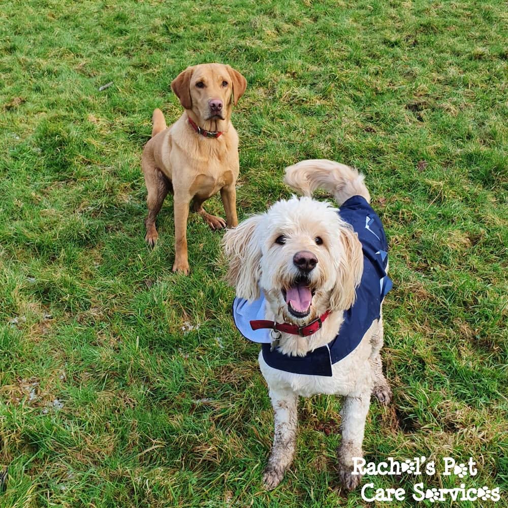 Rachel's Pet Care Services Pet Care Cardiff, Penarth, Sully & Barry