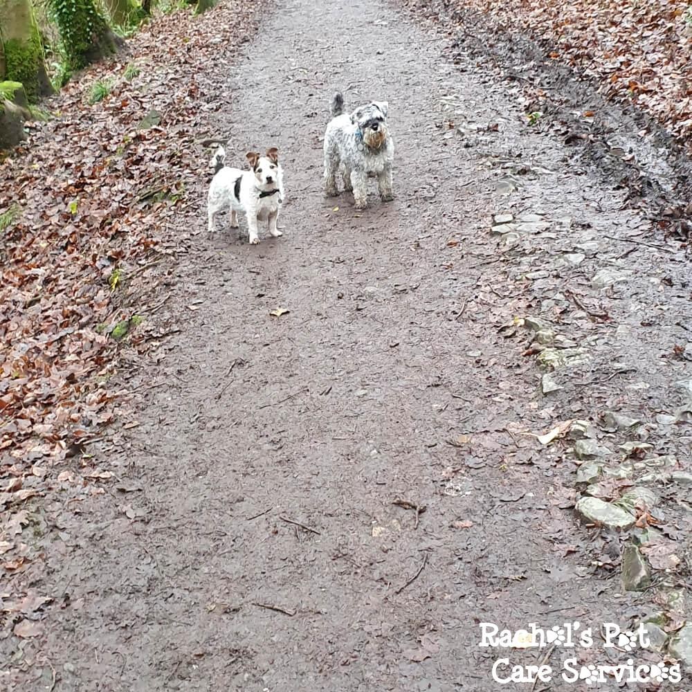 Rachel's Pet Care Services Pet Care Cardiff, Penarth, Sully & Barry