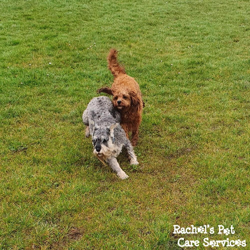 Rachel's Pet Care Services Pet Care Cardiff, Penarth, Sully & Barry