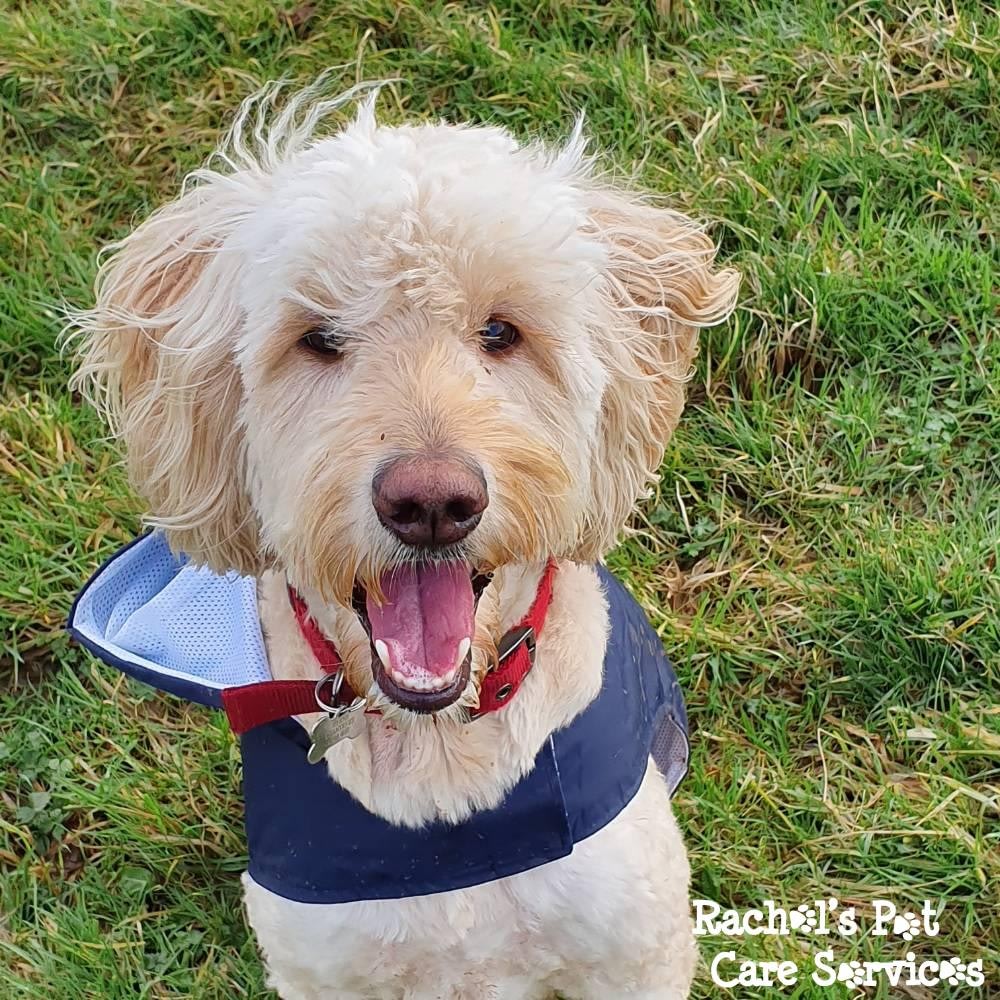 Rachel's Pet Care Services Pet Care Cardiff, Penarth, Sully & Barry