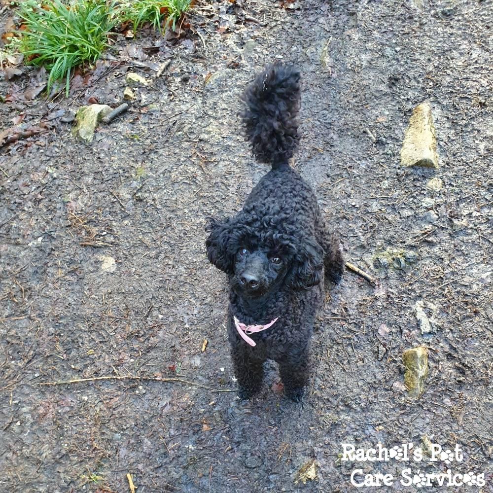 Rachel's Pet Care Services Pet Care Cardiff, Penarth, Sully & Barry