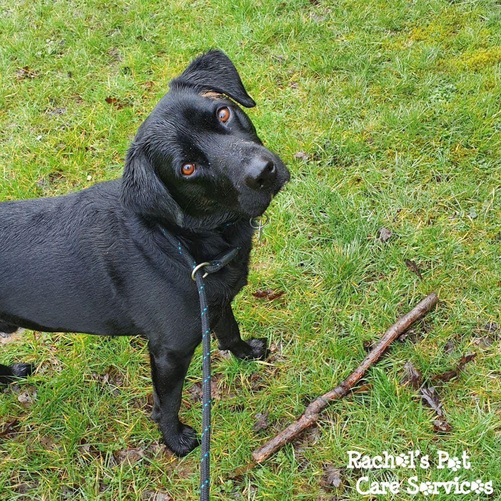 Rachel's Pet Care Services Pet Care Cardiff, Penarth, Sully & Barry