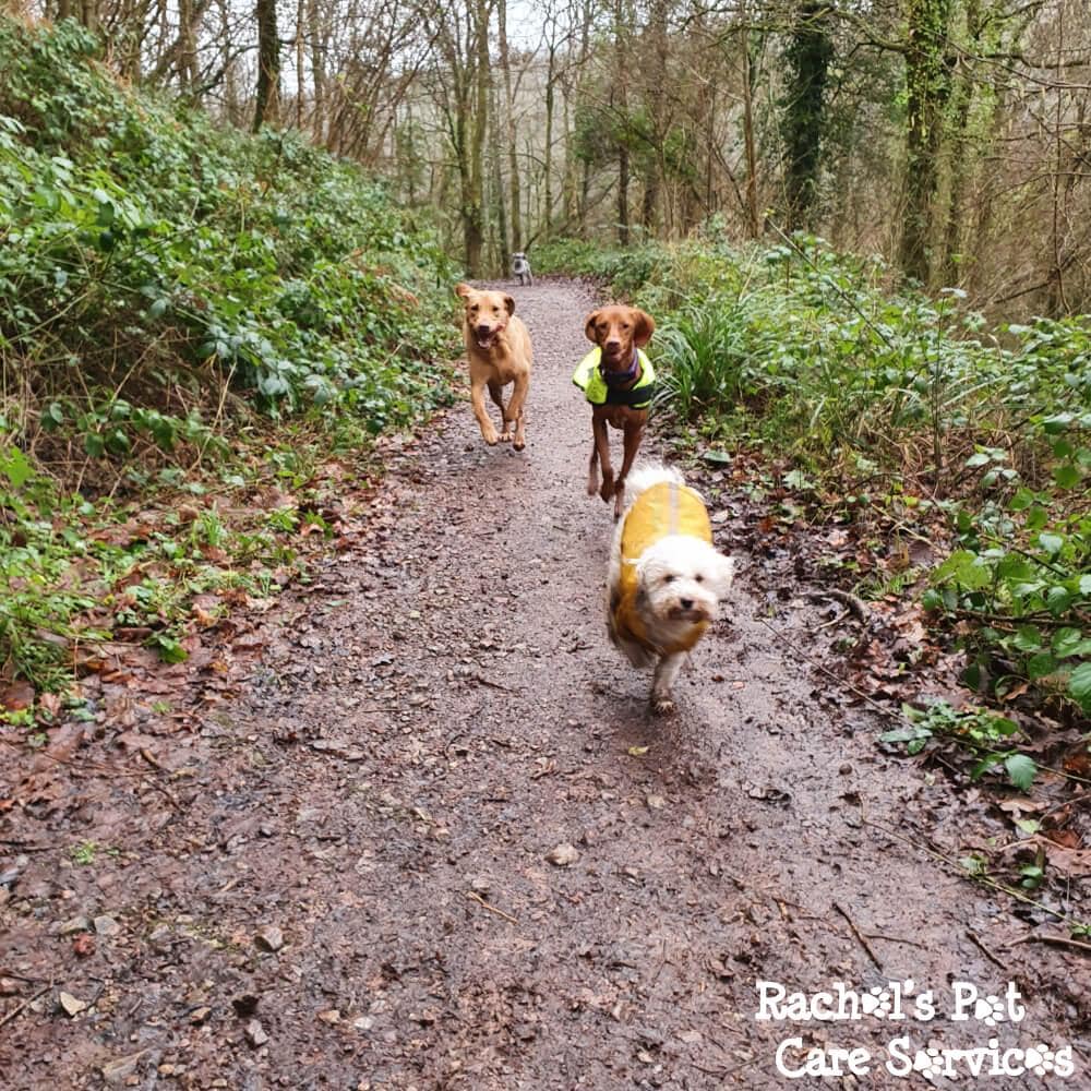 Rachel's Pet Care Services Pet Care Cardiff, Penarth, Sully & Barry