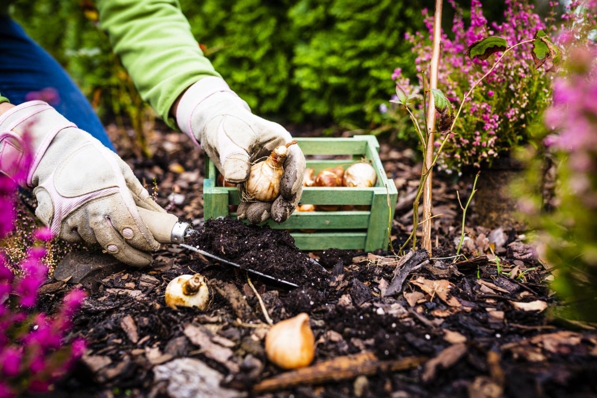 bridgend town council biodiversity 217 Bulb Planting Scheme
