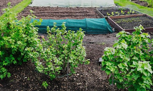 Harbour View Allotments Update