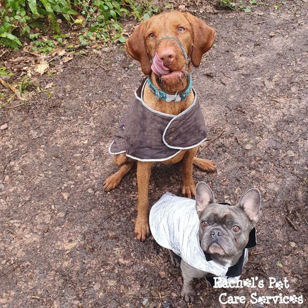 Rachel's Pet Care Services Pet Care Cardiff, Penarth, Sully & Barry