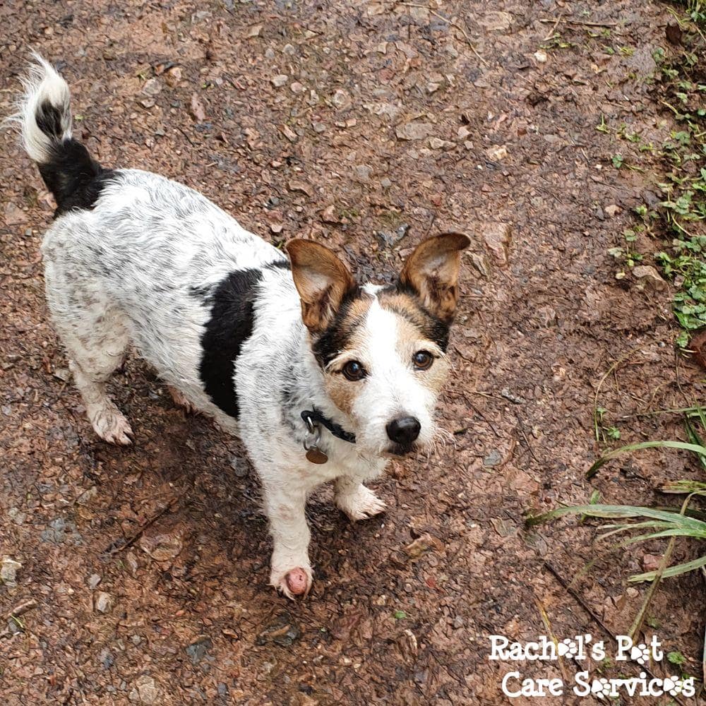 Rachel's Pet Care Services Pet Care Cardiff, Penarth, Sully & Barry