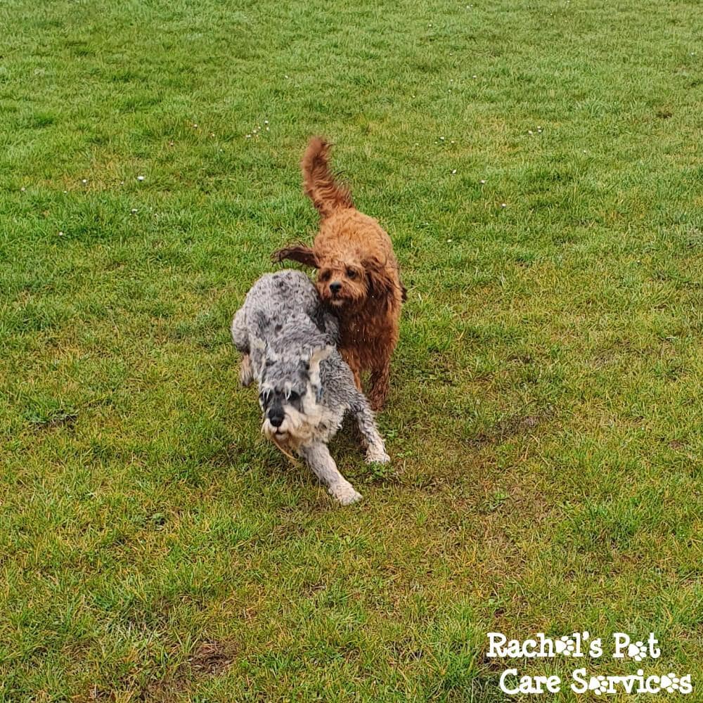 Rachel's Pet Care Services Pet Care Cardiff, Penarth, Sully & Barry