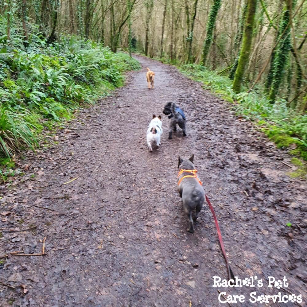 Rachel's Pet Care Services Pet Care Cardiff, Penarth, Sully & Barry