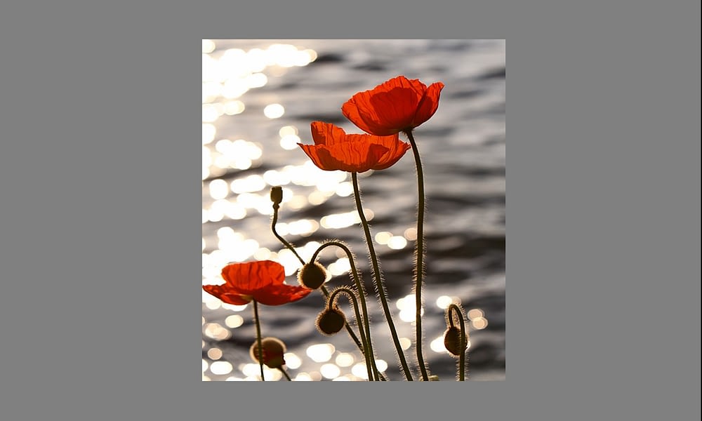 remembrance poster 2022