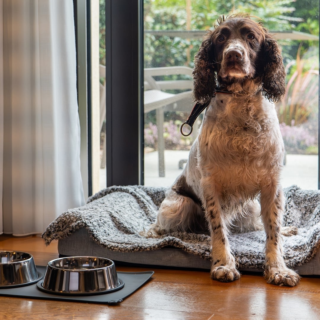dog friendly rooms dog friendly rooms